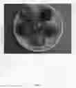 Fig. 03 - Peach tree named 'Fire zest one'
