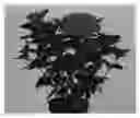 Fig. 01 - Hydrangea plant named 'Hortmagitri'