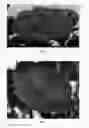 Fig. 03 - Hydrangea plant named 'Hortmagitri'