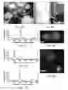 Fig. 07 - HAPLOID INDUCTION