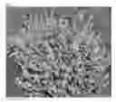 Fig. 02 - Catnip cultivar ‘CR9’