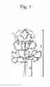 Fig. 02 - White celery