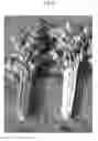 Fig. 03 - White celery