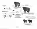 Fig. 02 - Method for producing non-human large mammal or fish each capable of producing gamete originated from different individual