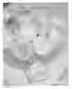Fig. 01 - Butter cream for making cake and method for making same