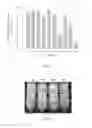 Fig. 02 - SYNBIOTIC COMPRISING MIRACLE FRUIT AND PROBIOTICS, TABLET THEREOF, AND METHOD FOR PREPARING THE SAME