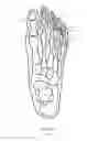 Fig. 02 - Footwear Sole Structure Including a Spring Plate