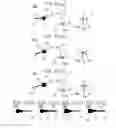 Fig. 12 - Nail tip, nail tip positioning assistance tool, and nail tip for display provided therewith