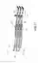 Fig. 12 - Foldable Chair
