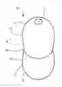 Fig. 01 - Head and Neck Support Device for Seated or Recumbent Use