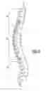 Fig. 09 - Seat assembly having a thoracic support mechanism