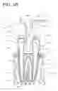 Fig. 06 - Apparatus, methods, and compositions for endodontic treatments