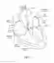 Fig. 02 - Prosthetic mitral valve holders