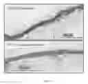 Fig. 07 - STEM CELL COMPOSITIONS FOR COSMETIC AND DERMATOLOGIC USE