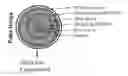 Fig. 01 - ORAL PHARMACEUTICAL COMPOSITION OF METHYLERGONOVINE AND METHODS OF USE THEREOF