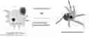 Fig. 01 - Modulators of prostate-specific G-protein receptor (PSGR/OR51E2) and methods of using same