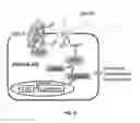 Fig. 07 - Modulators of prostate-specific G-protein receptor (PSGR/OR51E2) and methods of using same