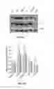 Fig. 22 - Modulators of prostate-specific G-protein receptor (PSGR/OR51E2) and methods of using same