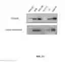 Fig. 24 - Modulators of prostate-specific G-protein receptor (PSGR/OR51E2) and methods of using same