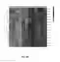 Fig. 30 - Modulators of prostate-specific G-protein receptor (PSGR/OR51E2) and methods of using same