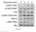 Fig. 07 - Targeting Metabolic Vulnerability in Triple-Negative Breast Cancer
