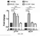 Fig. 09 - Targeting Metabolic Vulnerability in Triple-Negative Breast Cancer