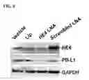 Fig. 07 - Therapy for malignant disease