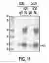 Fig. 12 - Therapy for malignant disease