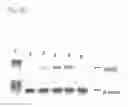 Fig. 07 - Composition and method to enhance expression of human defensin 2