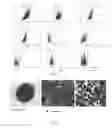 Fig. 02 - COMPOSITION FOR TREATING ARTICULAR CARTILAGE DEFECTS
