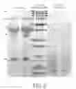 Fig. 06 - Egg chalaza hydrolysate, method for preparing the same and usage of the same