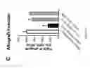 Fig. 04 - PULMONARY INTRAVASCULAR NON-CLASSICAL MONOCYTES MEDIATE LUNG TRANSPLANT ISCHEMIA-REPERFUSION INJURY