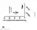Fig. 13 - PULMONARY INTRAVASCULAR NON-CLASSICAL MONOCYTES MEDIATE LUNG TRANSPLANT ISCHEMIA-REPERFUSION INJURY