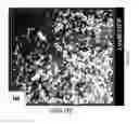 Fig. 14 - PULMONARY INTRAVASCULAR NON-CLASSICAL MONOCYTES MEDIATE LUNG TRANSPLANT ISCHEMIA-REPERFUSION INJURY