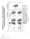 Fig. 20 - PULMONARY INTRAVASCULAR NON-CLASSICAL MONOCYTES MEDIATE LUNG TRANSPLANT ISCHEMIA-REPERFUSION INJURY