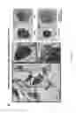 Fig. 23 - PULMONARY INTRAVASCULAR NON-CLASSICAL MONOCYTES MEDIATE LUNG TRANSPLANT ISCHEMIA-REPERFUSION INJURY