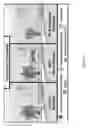 Fig. 62 - PULMONARY INTRAVASCULAR NON-CLASSICAL MONOCYTES MEDIATE LUNG TRANSPLANT ISCHEMIA-REPERFUSION INJURY