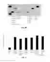Fig. 06 - MESENCHYMAL STEM CELLS-HYDROGEL-BIODEGRADABLE OR MESENCHYMAL STEM CELLS-HYDROGEL-NONDEGRADABLE SUPPORT COMPOSITION FOR ALLEVIATING OR IMPROVING EPIDERMOLYSIS BULLOSA