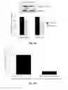 Fig. 07 - MESENCHYMAL STEM CELLS-HYDROGEL-BIODEGRADABLE OR MESENCHYMAL STEM CELLS-HYDROGEL-NONDEGRADABLE SUPPORT COMPOSITION FOR ALLEVIATING OR IMPROVING EPIDERMOLYSIS BULLOSA