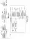 Fig. 07 - Stimulation for treating sleep disordered breathing