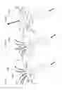 Fig. 65 - Water toy