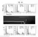 Fig. 40 - SYSTEMS AND METHODS FOR PARTICLE FOCUSING IN MICROCHANNELS