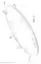 Fig. 02 - Continuous fiber reinforcement for airship construction