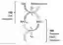 Fig. 01 - Thermochemical gas reduction process using poly-cation oxide