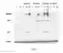 Fig. 02 - Therapeutic agents