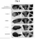 Fig. 05 - Composition comprising recombinant fusion protein of pathogenic antigen protein and flagellin of vibrio vulnificus for preventing, alleviating, or treating aging