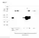 Fig. 07 - DENDRITIC CELL INHIBITORY PROTEINS FROM TICKS