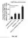 Fig. 06 - COMBINATION THERAPY FOR CANCER