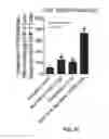 Fig. 09 - COMBINATION THERAPY FOR CANCER