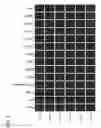 Fig. 08 - Anti-ALK2 antibody